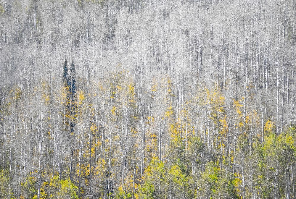 USA-Utah-Woodruff aspen trees along highway 39 art print by Sylvia Gulin for $57.95 CAD