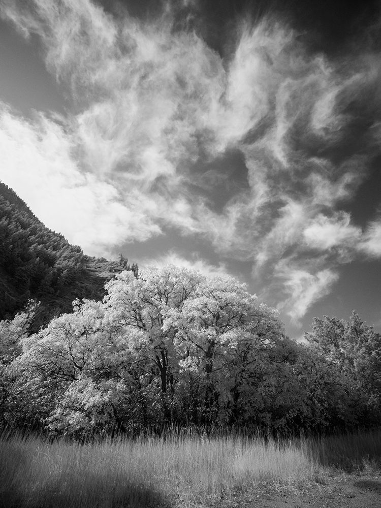 USA-Utah-Infrared of the Logan Pass area and lone tree art print by Terry Eggers for $57.95 CAD