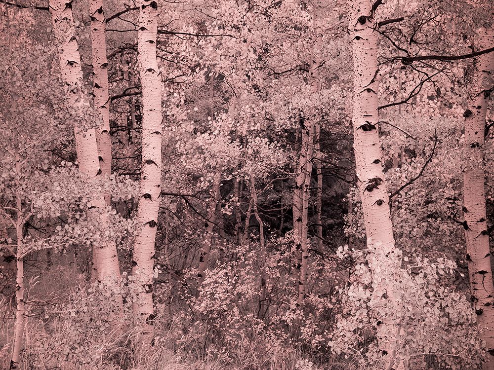USA-Utah-Aspen Grove in infrared of the Logan Pass area art print by Terry Eggers for $57.95 CAD
