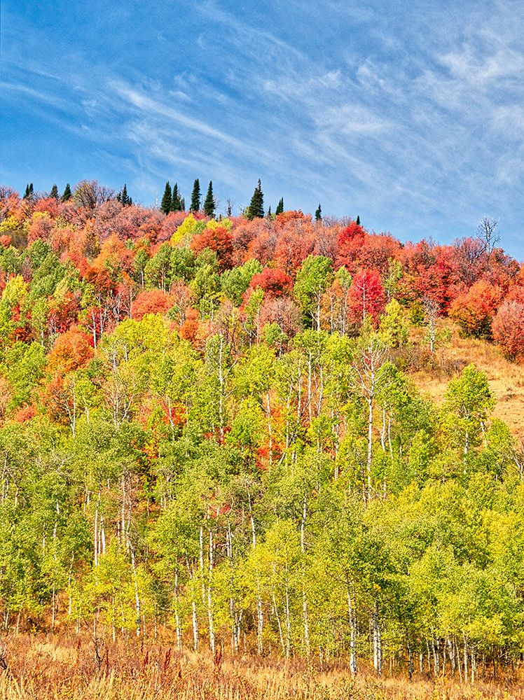 USA-Utah-Logan Canyon Colorful aspens in autumn art print by Terry Eggers for $57.95 CAD
