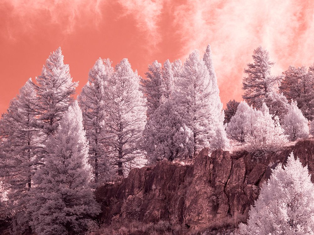 USA-Utah-Logan Pass Autumn in infrared of fir trees and heavy backlighting art print by Terry Eggers for $57.95 CAD