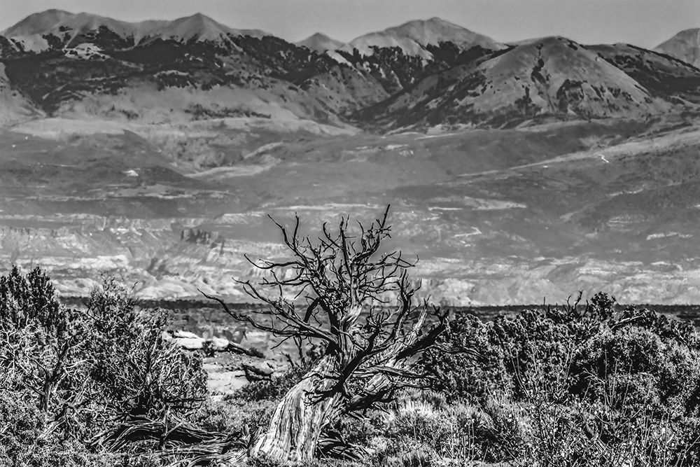 Black and white old wood branch- Abajo Mountains- Canyonlands National Park- Moab- Utah. art print by William Perry for $57.95 CAD