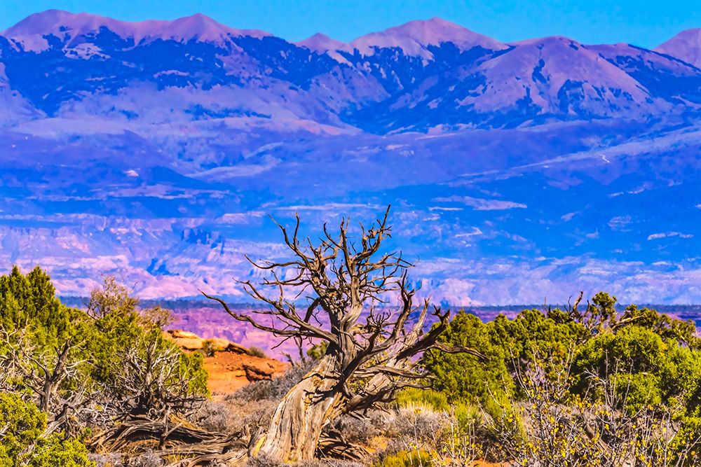 Old wood branch- Abajo Mountains- Canyonlands National Park- Moab- Utah. art print by William Perry for $57.95 CAD