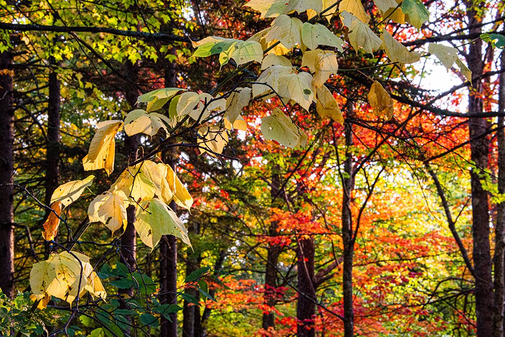 USA-Vermont-Morrisville-Jopson Lane Fall foliage art print by Allison Jones for $57.95 CAD