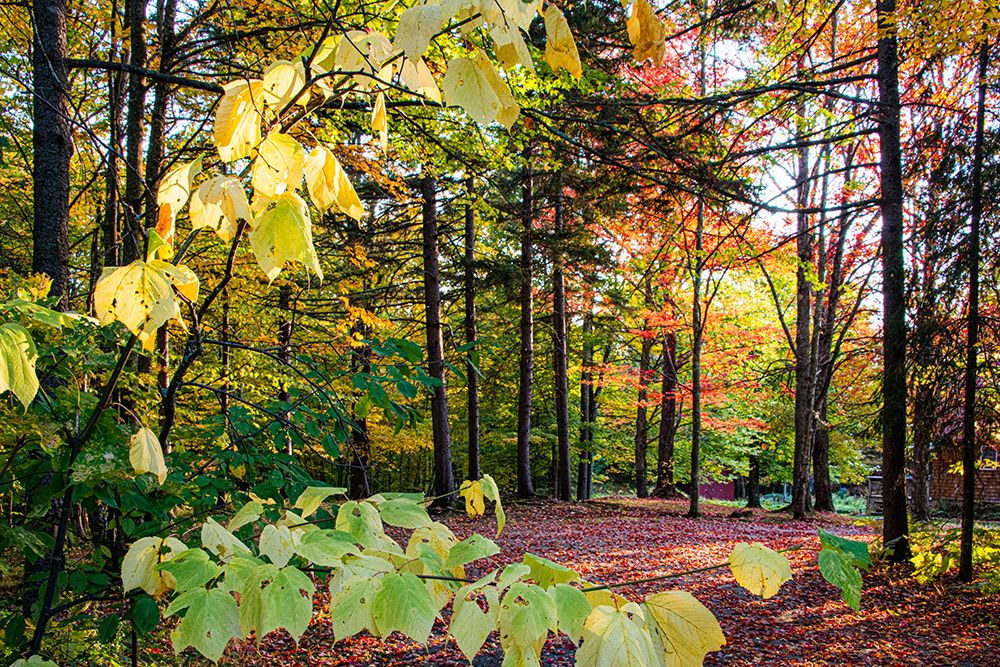 USA-Vermont-Morrisville-Jopson Lane Fall foliage art print by Allison Jones for $57.95 CAD