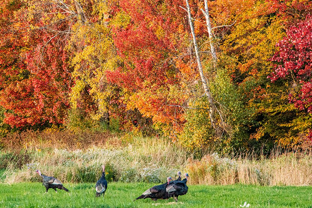 USA-Vermont-Morrisville Lyle McKee Road-fall foliage-flock of wild turkeys art print by Allison Jones for $57.95 CAD
