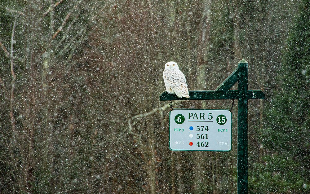 USA-Vermont-Morrisville Female snowy owl in snow on golf course art print by Allison Jones for $57.95 CAD