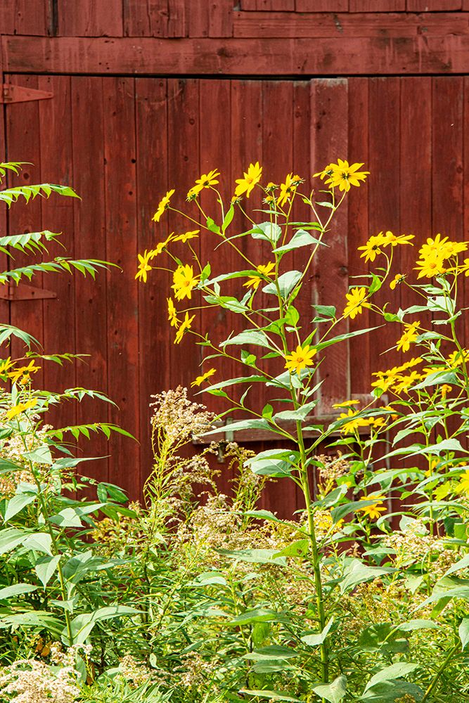 USA-Vermont-New England-autumn daisies against red barn art print by Allison Jones for $57.95 CAD