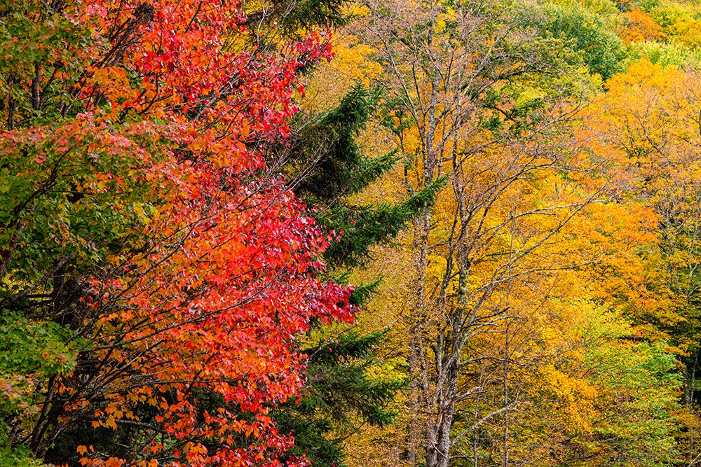 USA-Vermont-Fall foliage in Mad River Valley along trail to Warren Falls art print by Allison Jones for $57.95 CAD