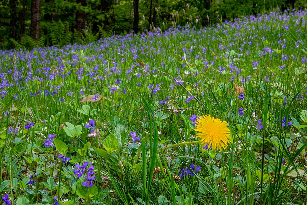 USA, Vermont, Morrisville. Jopson Lane, spring lawn with violets and dandelion art print by Alison Jones for $57.95 CAD