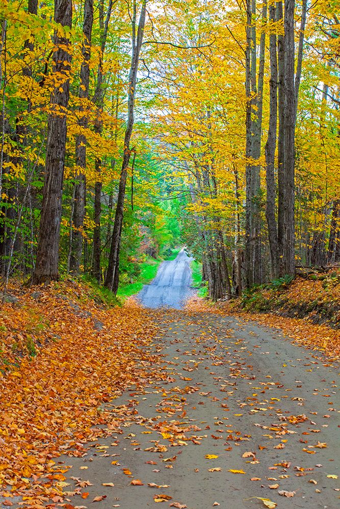 USA-New England-Vermont tree-lined roadway in Autumns Fall colors art print by Sylvia Gulin for $57.95 CAD