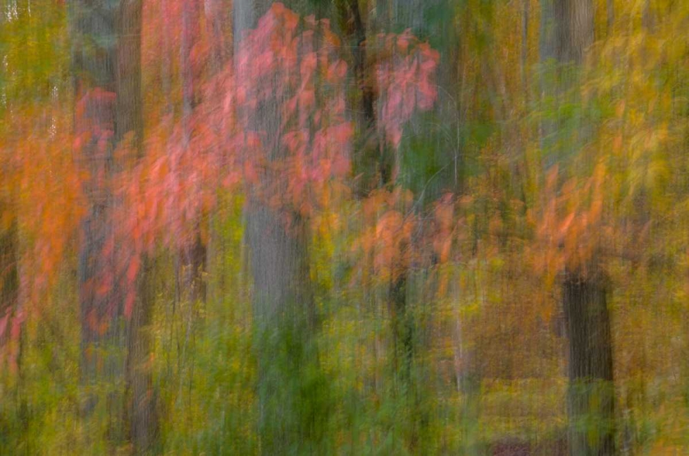VA, Great Falls Park Abstract of autumn trees art print by Jay OBrien for $57.95 CAD