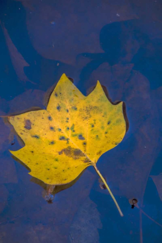 USA, Virginia, McLean Leaf in pond art print by Jay OBrien for $57.95 CAD