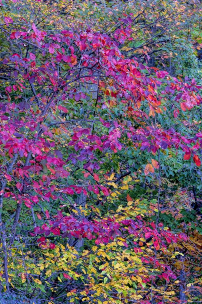 Virginia, McLean Scenic in Great Falls SP art print by Jay OBrien for $57.95 CAD