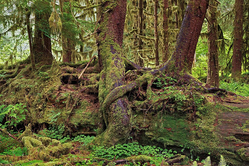 Nurse log and Big Leaf Maple tree draped with Club Moss-Hoh Rainforest-Olympic National Park art print by Adam Jones for $57.95 CAD