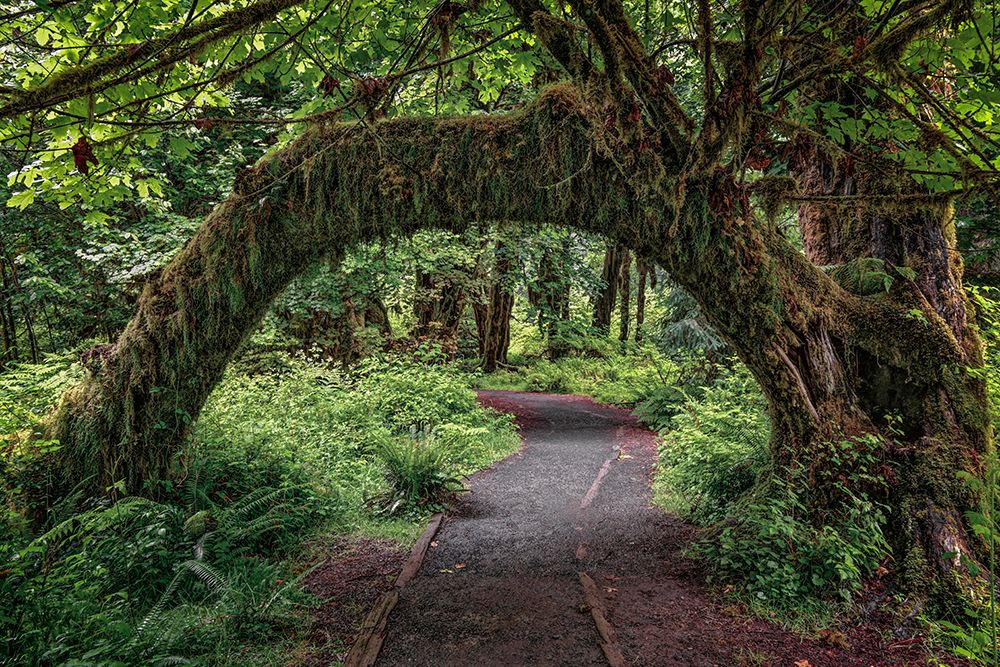 Footpath through forest draped with Club Moss-Hoh Rainforest-Olympic National Park-Washington State art print by Adam Jones for $57.95 CAD