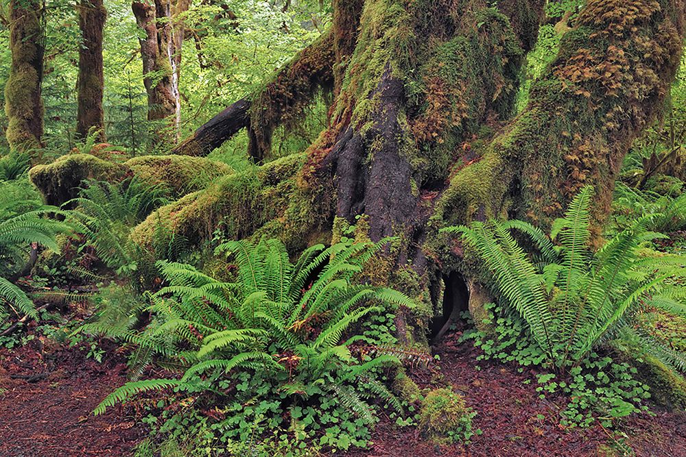 Big Leaf Maple tree draped with Club Moss-Hoh Rainforest-Olympic National Park-Washington State art print by Adam Jones for $57.95 CAD