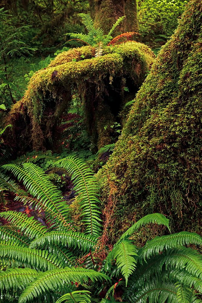 Ferns and Big Leaf Maple tree draped with Club Moss-Hoh Rainforest-Olympic National Park art print by Adam Jones for $57.95 CAD