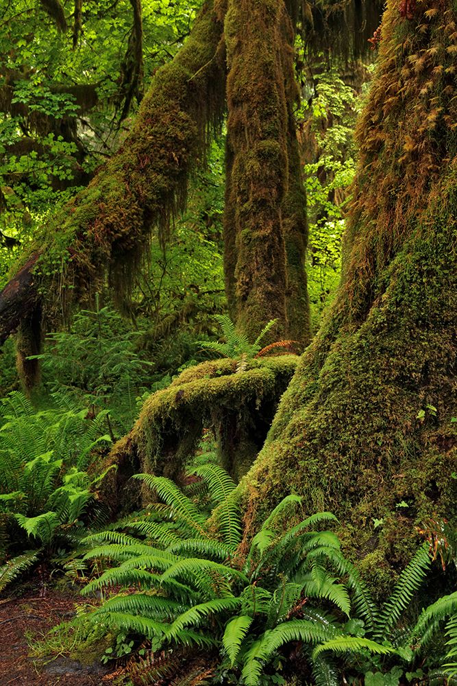 Ferns and Big Leaf Maple tree draped with Club Moss-Hoh Rainforest-Olympic National Park art print by Adam Jones for $57.95 CAD