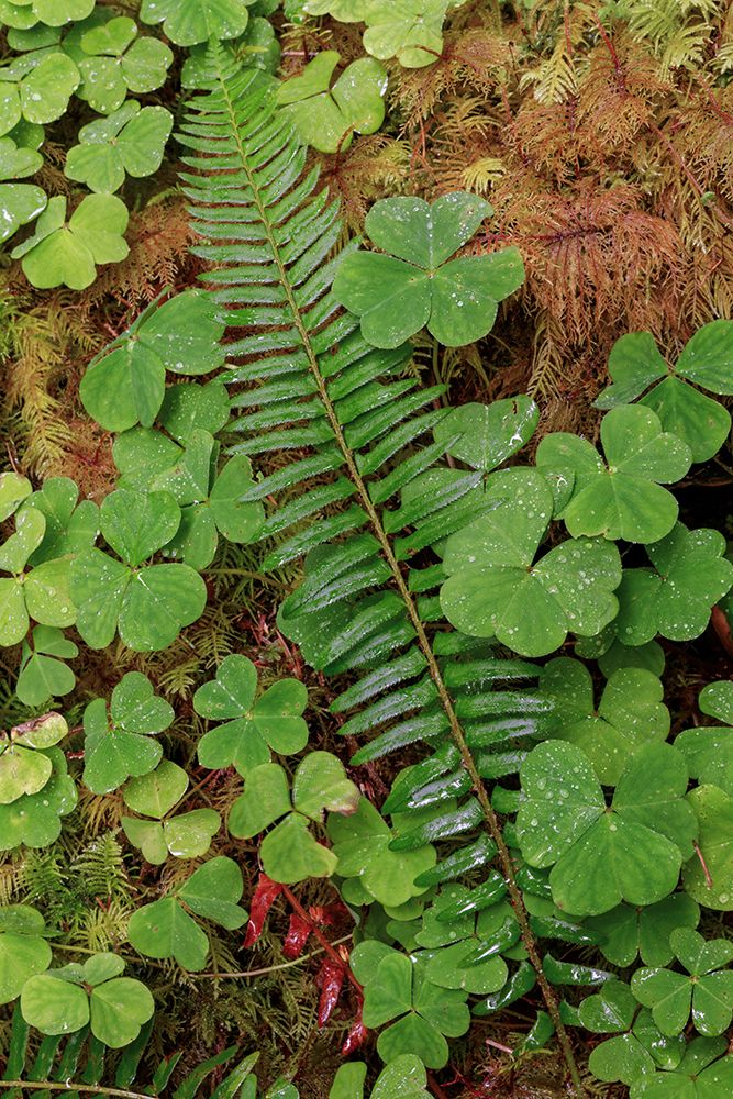 Ferns and sorrel on forest floor-Hoh Rainforest-Olympic National Park-Washington State art print by Adam Jones for $57.95 CAD