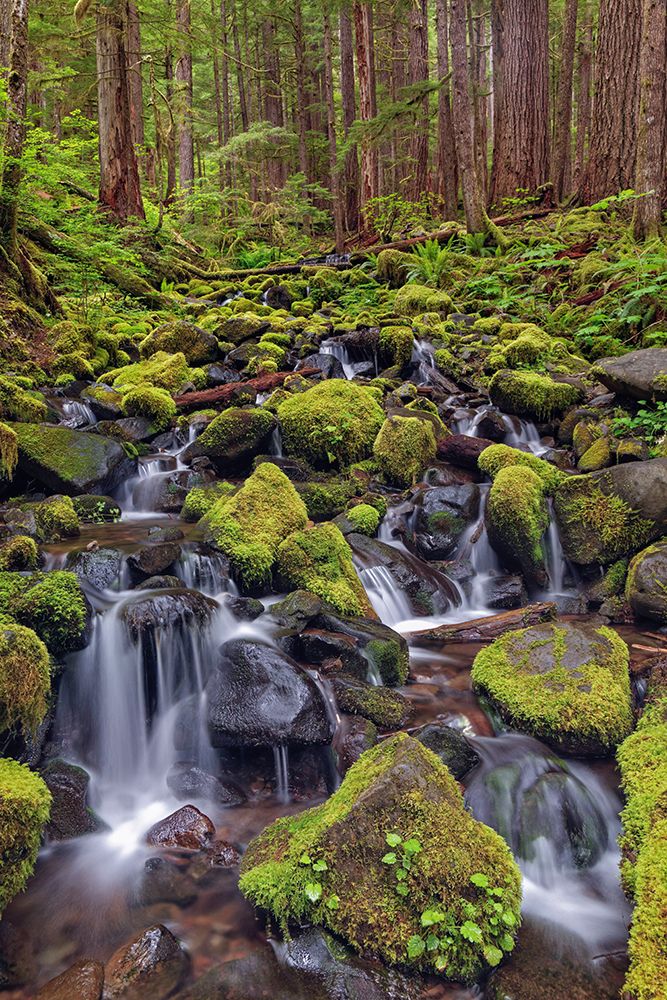 Small stream cascading through moss covered rocks-Hoh Rainforest-Olympic National Park art print by Adam Jones for $57.95 CAD