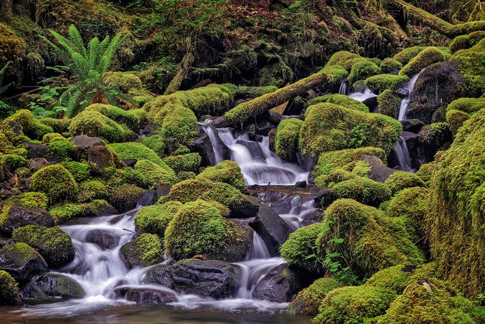 Small stream cascading through moss covered rocks-Hoh Rainforest-Olympic National Park art print by Adam Jones for $57.95 CAD
