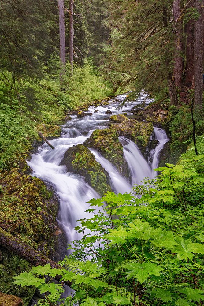 Sol Duc River and Falls-Olympic National Park-Washington State art print by Adam Jones for $57.95 CAD