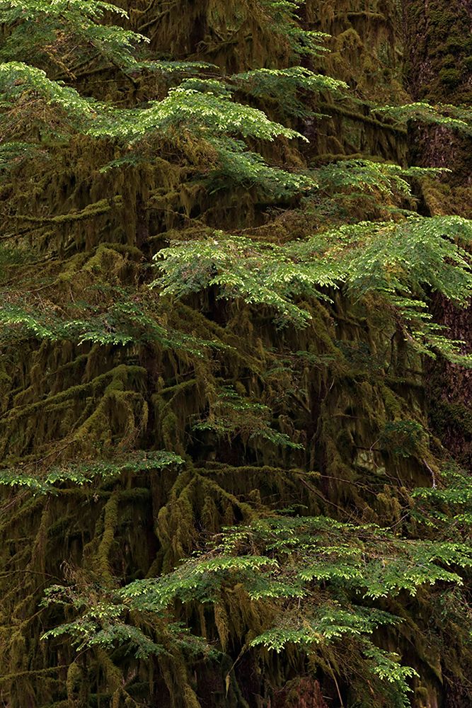 Western hemlock tree-Hoh Rainforest-Olympic National Park-Washington State art print by Adam Jones for $57.95 CAD