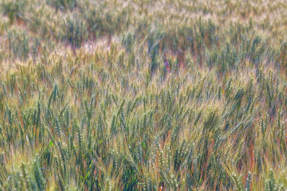 Wheat crop close-up-Palouse region of eastern Washington State art print by Adam Jones for $57.95 CAD