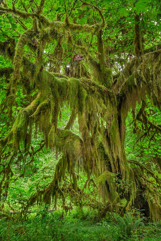 Big Leaf Maple tree draped with Club Moss-Hoh Rainforest-Olympic National Park-Washington State art print by Adam Jones for $57.95 CAD