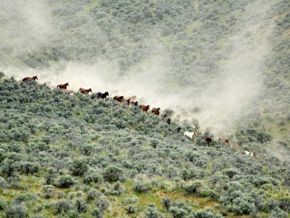 WA, Malaga, Running horses stirring dust art print by Dennis Kirkland for $57.95 CAD