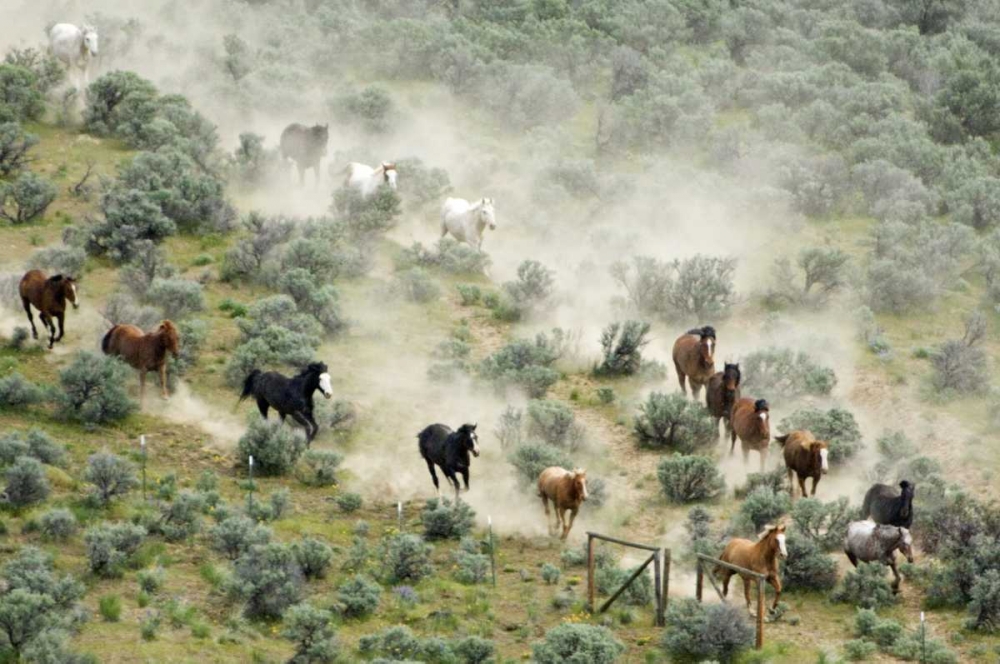 WA, Malaga, Horses form V shape during roundup art print by Dennis Kirkland for $57.95 CAD