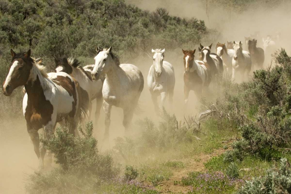 WA, Malaga, Running horses kicking up dust art print by Dennis Kirkland for $57.95 CAD