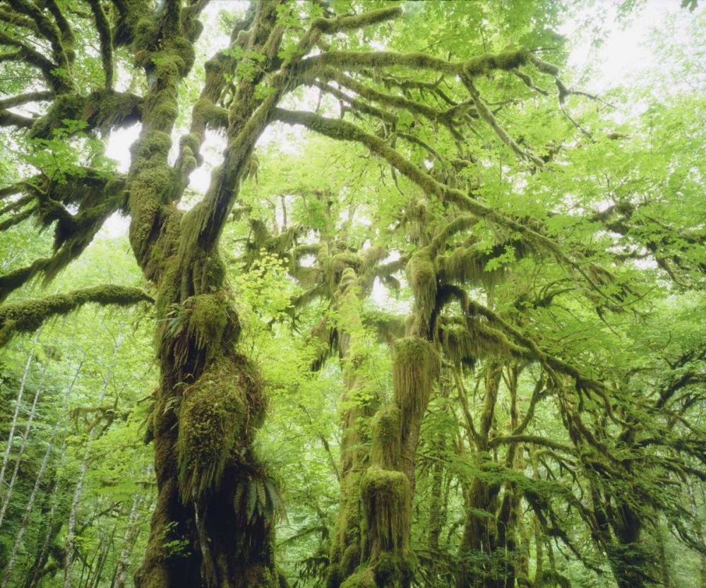WA, Olympic NP Moss growing from trees art print by Christopher Talbot Frank for $57.95 CAD