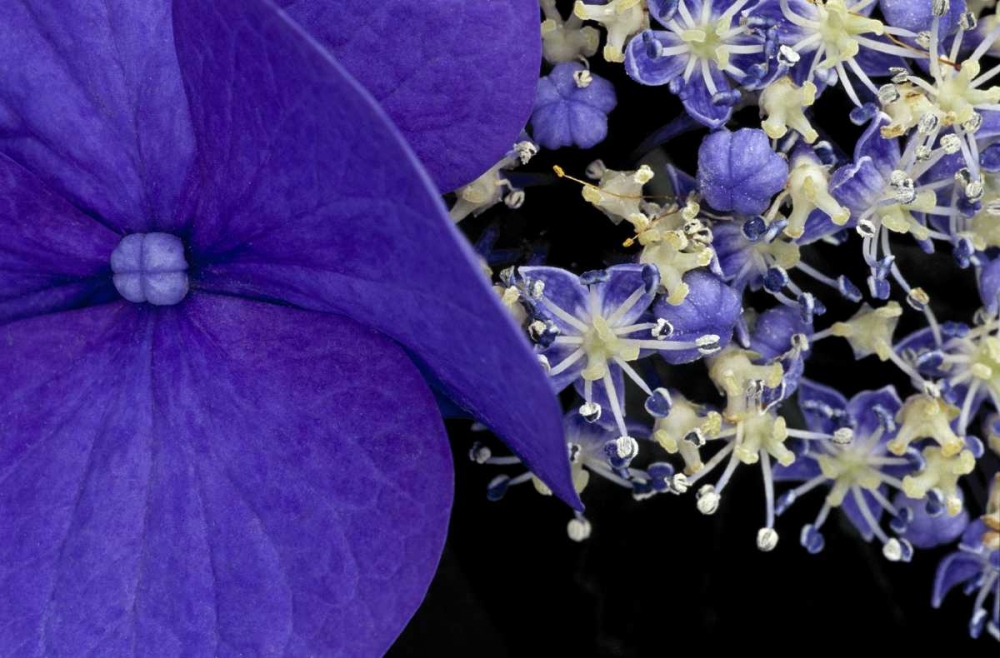 USA, Washington, Seattle Close-up of hydrangea art print by Nancy ,  Steve Ross for $57.95 CAD