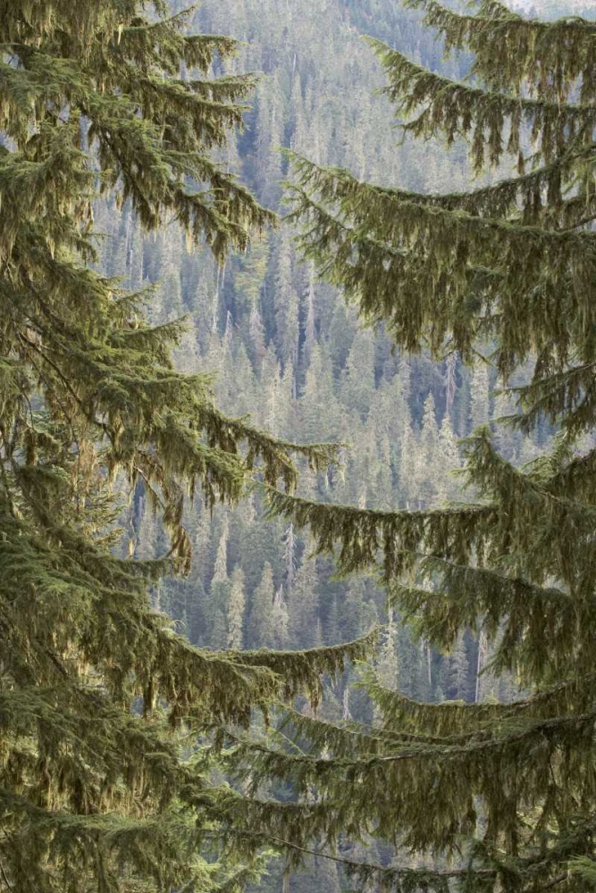 WA, Mountain hemlock trees frame a distant forest art print by Don Paulson for $57.95 CAD