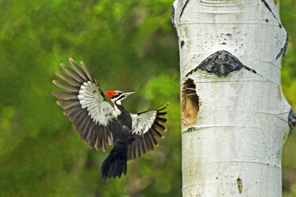 WA, YakimaPleated woodpecker at nest with chicks art print by Dave Welling for $57.95 CAD
