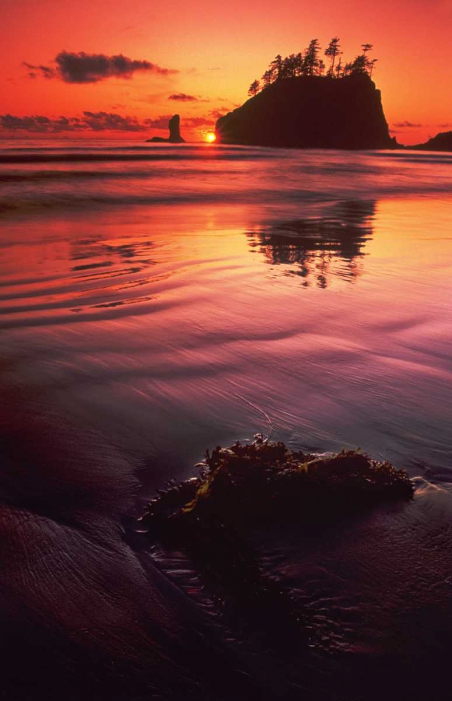 WA, Olympic NP Sunset over sea stacks art print by Dave Welling for $57.95 CAD