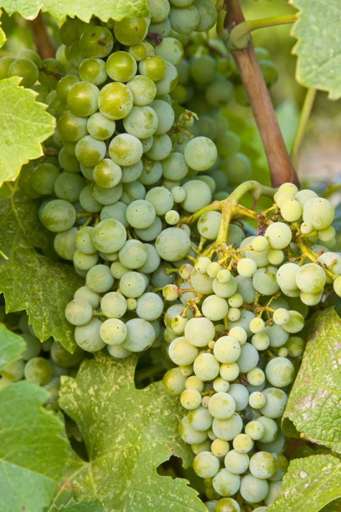 WA, Quincy Detail of Semillon grapes in vineyard art print by Nancy Steve Ross for $57.95 CAD