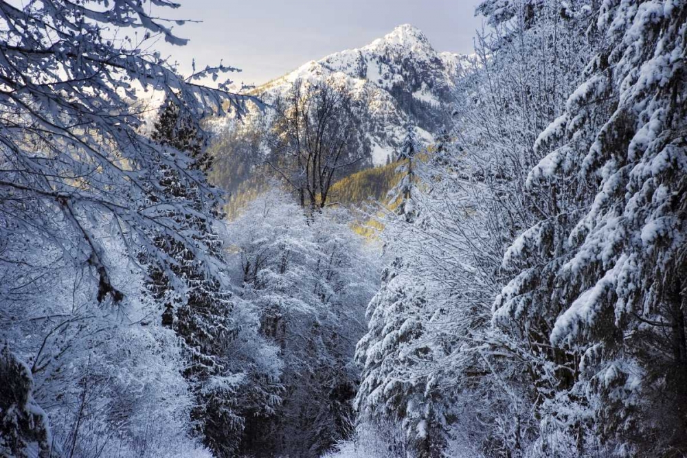 WA, Olympic NP Winter Hamma Hamma River Valley art print by Don Paulson for $57.95 CAD