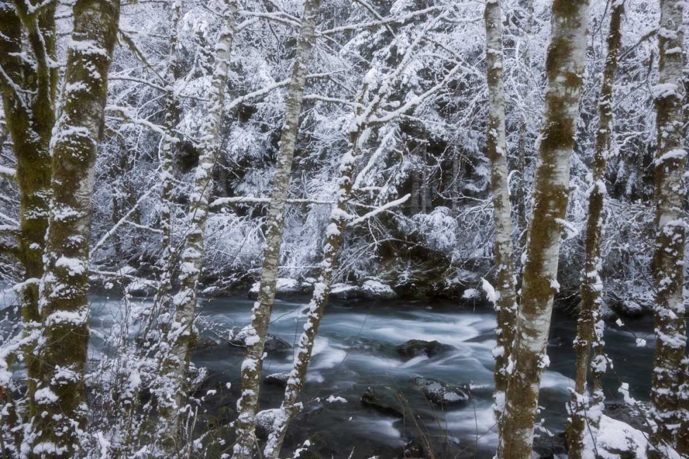 USA, WA, Olympic NP Winter Hamma Hamma River art print by Don Paulson for $57.95 CAD