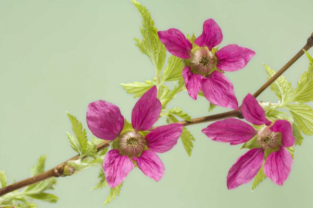 USA,WA, Salmonberry blossoms on branch in spring art print by Don Paulson for $57.95 CAD