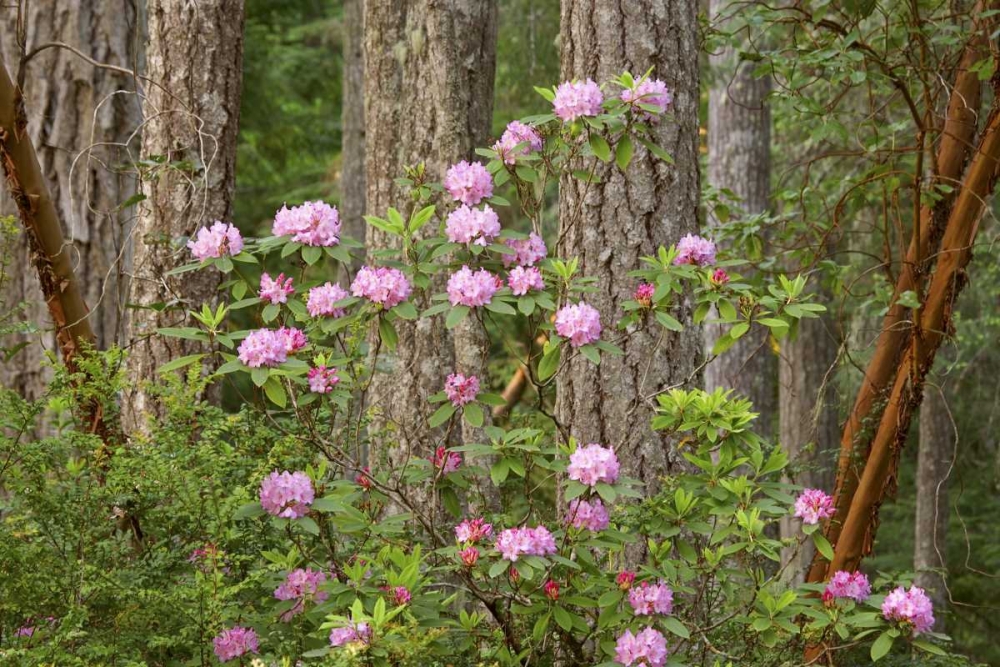 WA, Seabeck Rhododendron flowers grow in forest art print by Don Paulson for $57.95 CAD