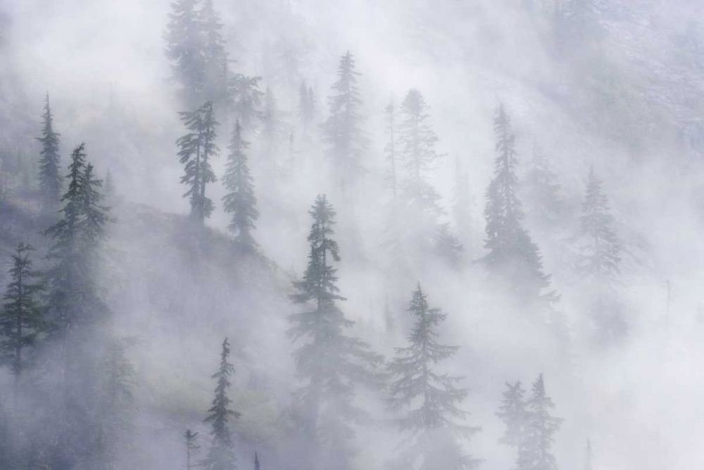 WA, Mount Baker Dense fog blankets mountainside art print by Don Paulson for $57.95 CAD