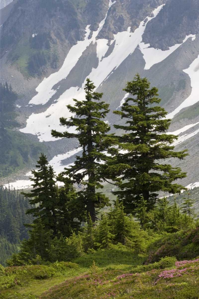 WA, North Cascades NP Mountain hemlock trees art print by Don Paulson for $57.95 CAD