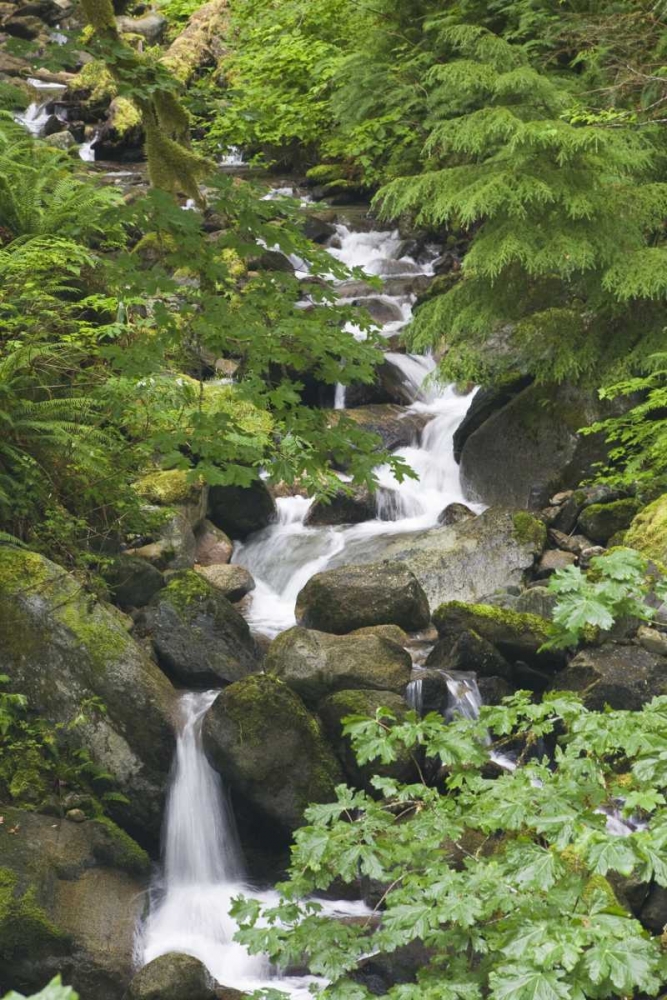 WA, N Cascades NP Lookout Creek on Cascade River art print by Don Paulson for $57.95 CAD