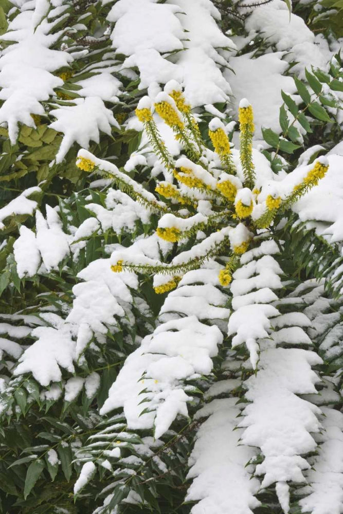 WA, snowy Oregon grape shrub with yellow flowers art print by Don Paulson for $57.95 CAD