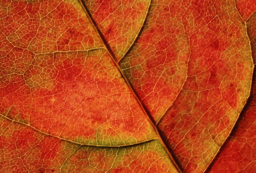 WA, Bellingham Dogwood leaf with veins in fall art print by Steve Satushek for $57.95 CAD