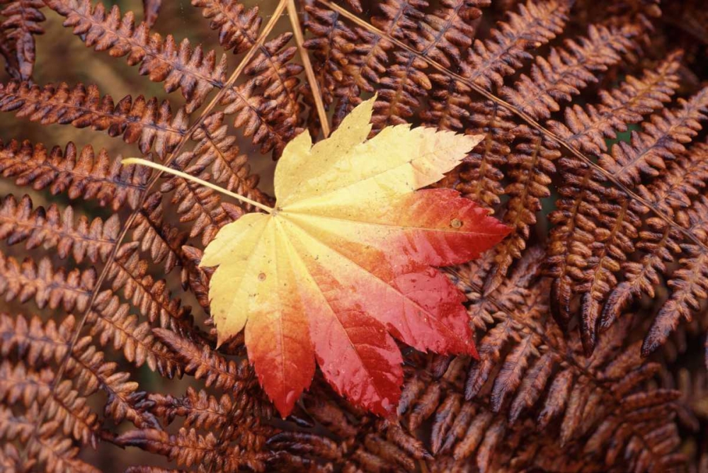 Washington State, Skagit County, Fall Foliage art print by Steve Satushek for $57.95 CAD