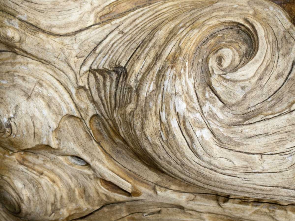 USA, Washington Close-up of swirled wood grain art print by Don Paulson for $57.95 CAD